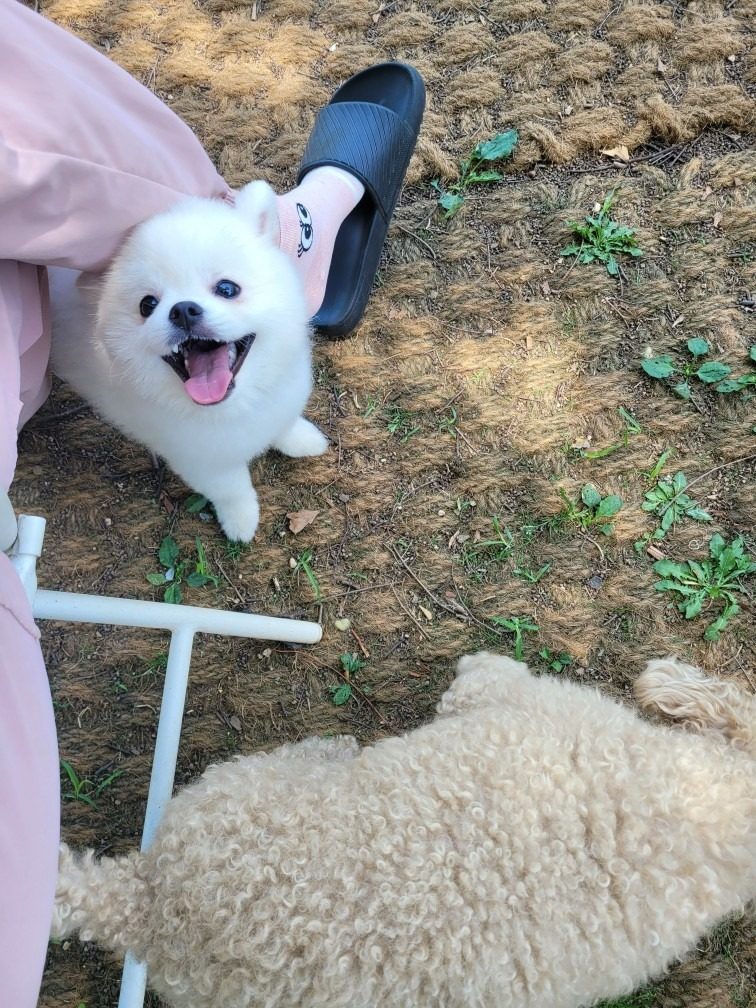 호텔델루멍 반려동물 유치원 50% 할인 이벤트!!