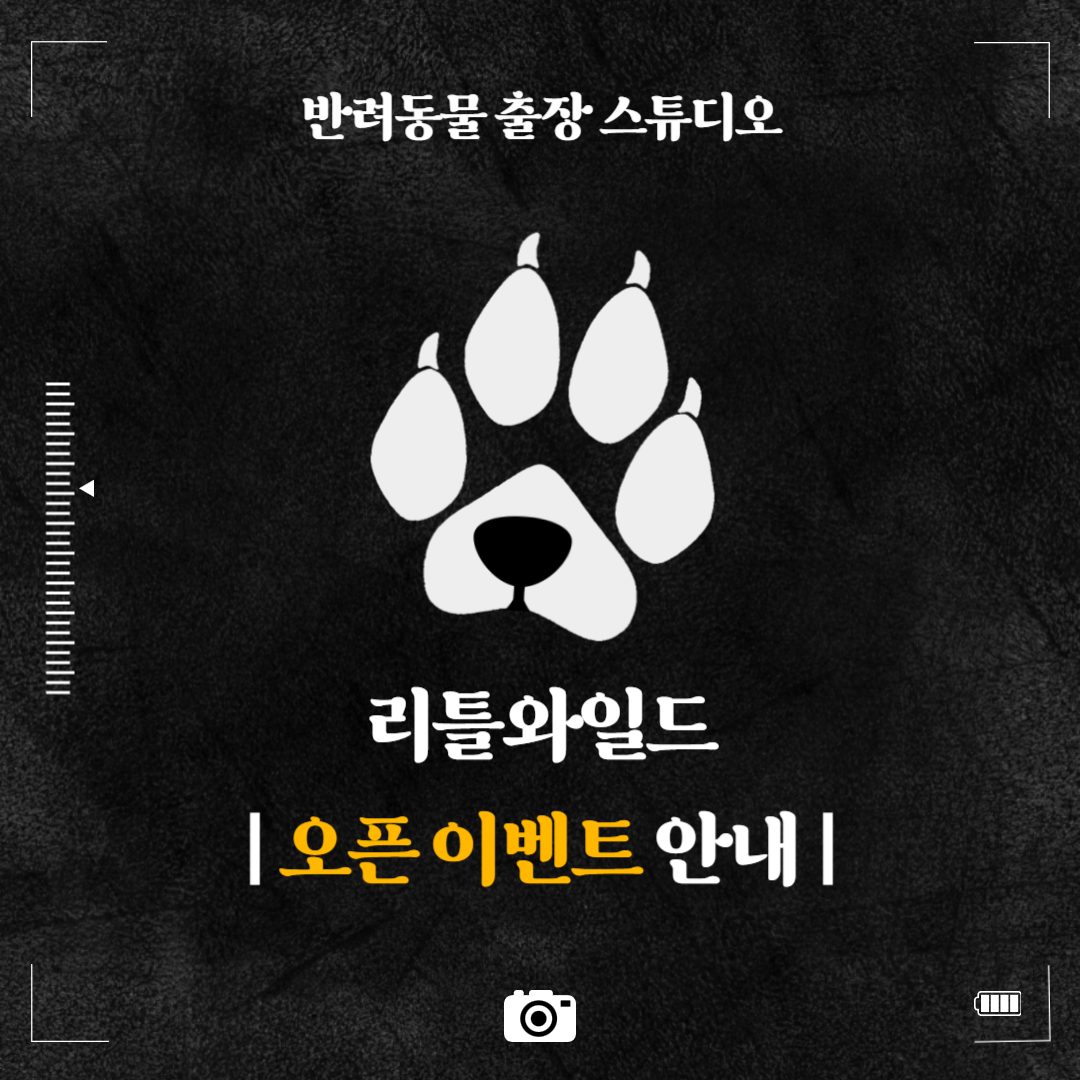 반려동물 출장촬영, 리틀와일드 오픈이벤!!