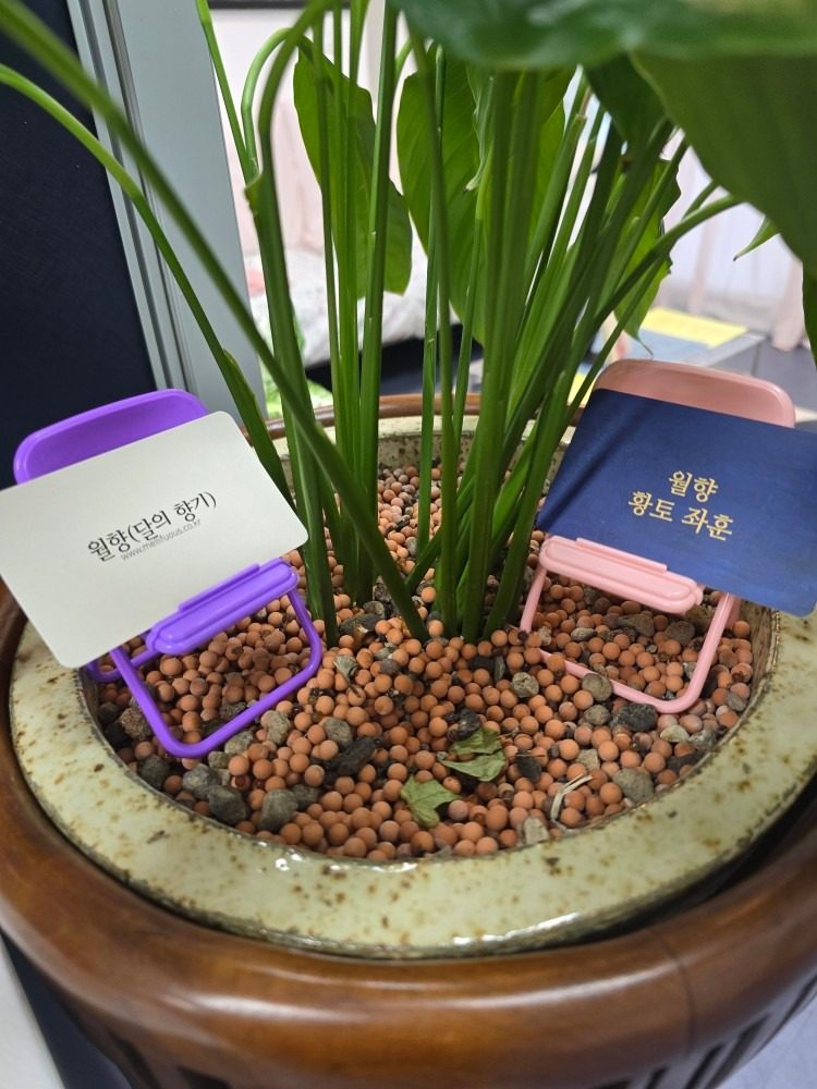 당근 가족 에게 감사의 할인가를 선물합니다 