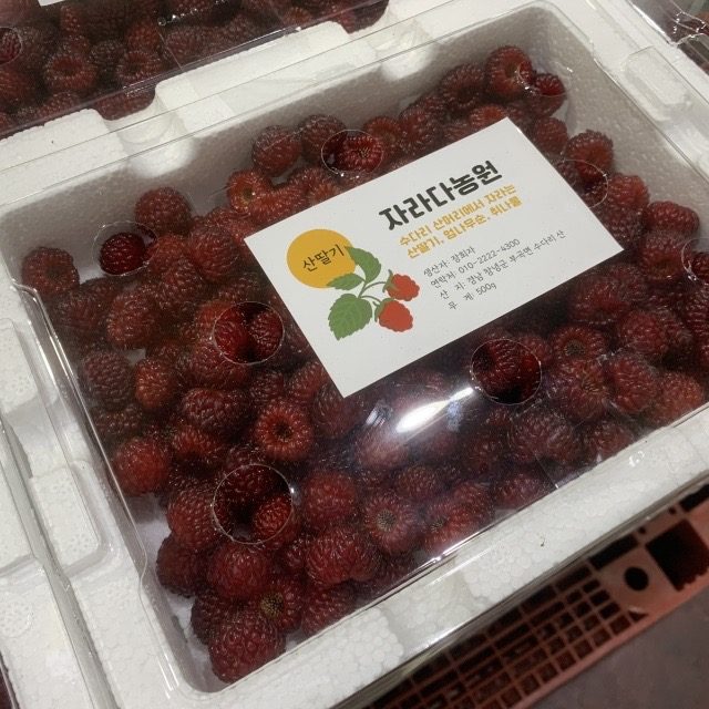 꼬들꼬들 산딸기 500g내외 6900원
