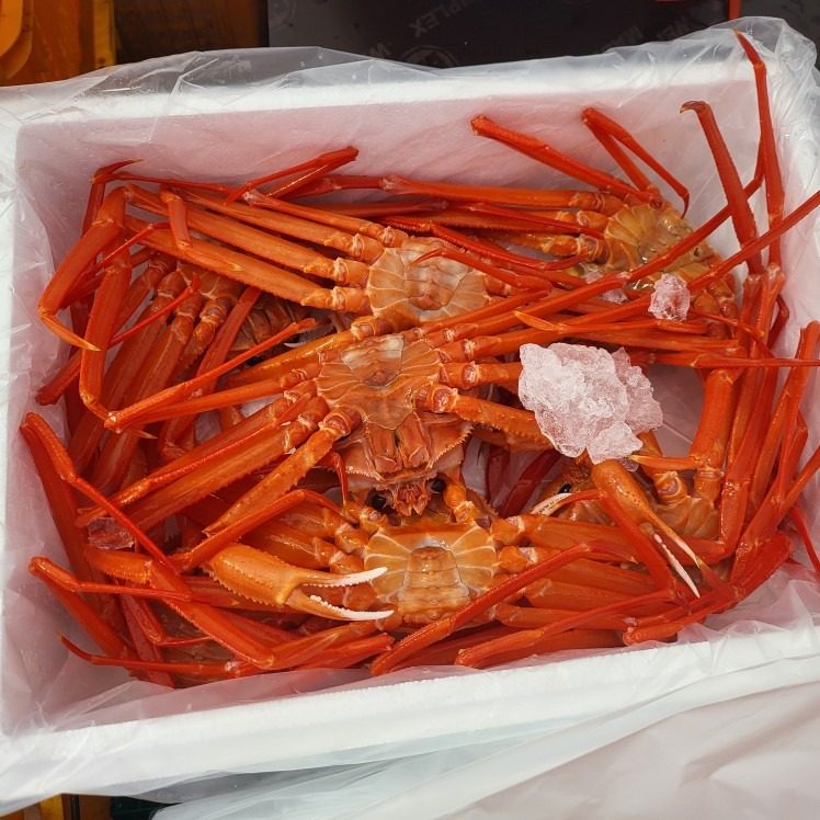 🦀붉은대게 (홍게)🦀