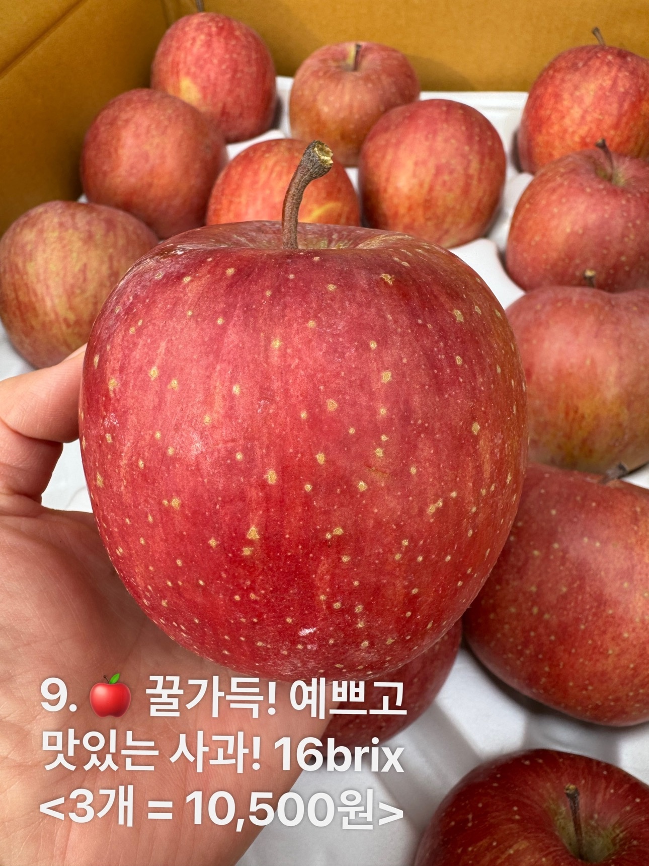 신선판다 picture 9