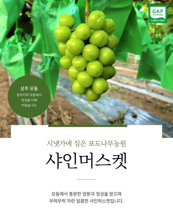 [재입고 요청] 포도 농부 서범석의 샤인머스켓 입고! 