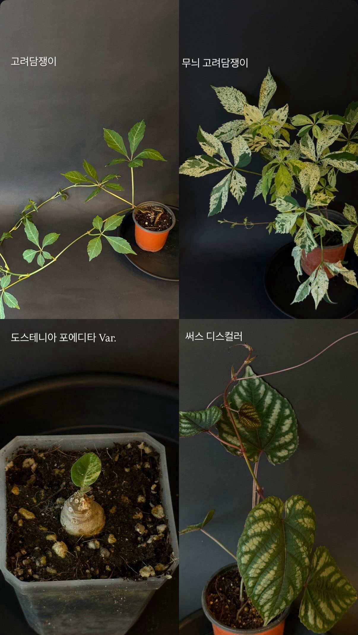식물가게 6월 24일 신규 입고 안내 