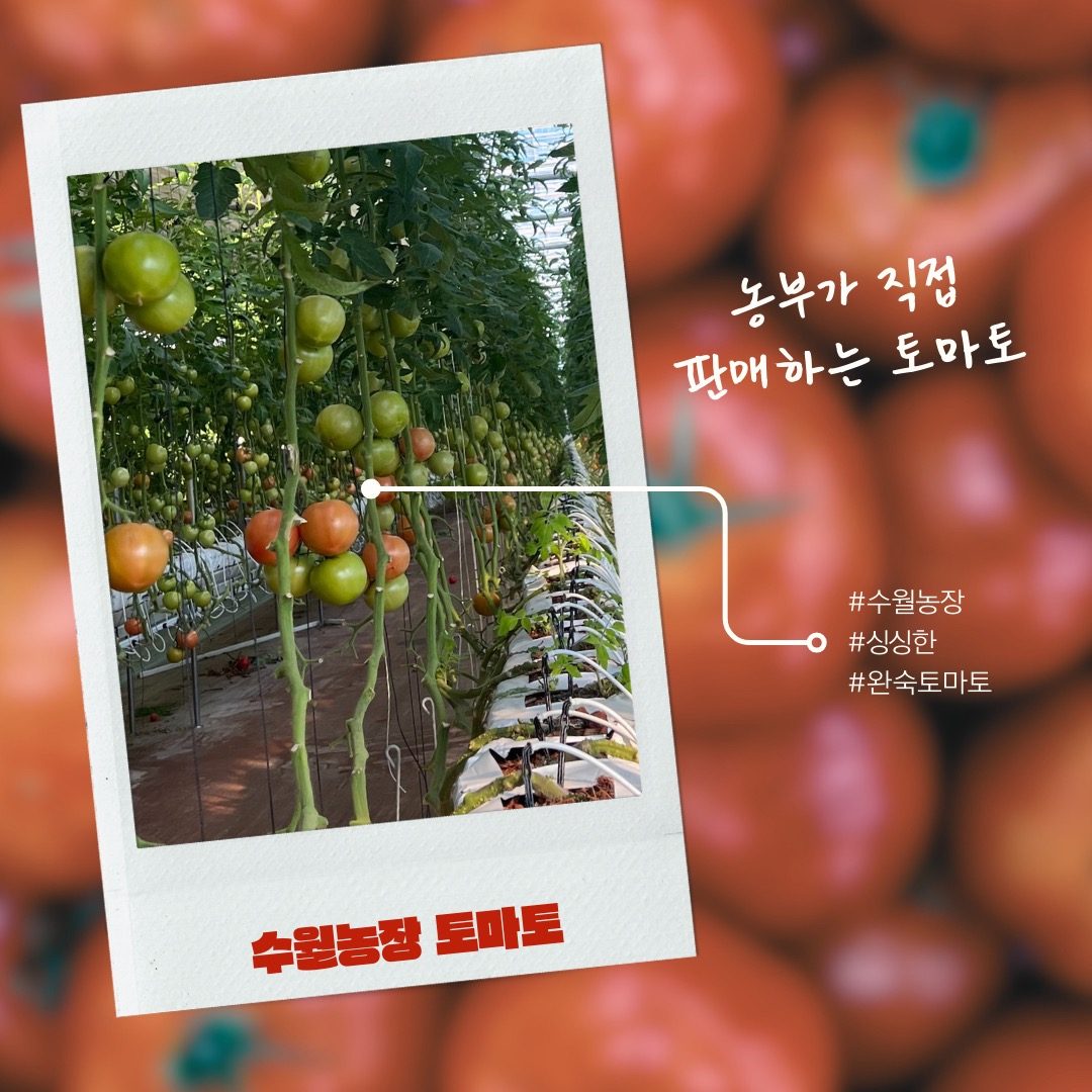 🍅완숙 토마토🍅