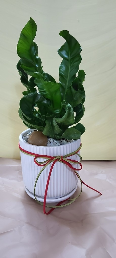 에셀플라워 picture 1