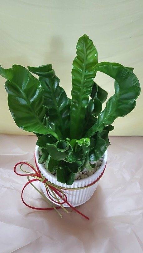 에셀플라워 picture 2