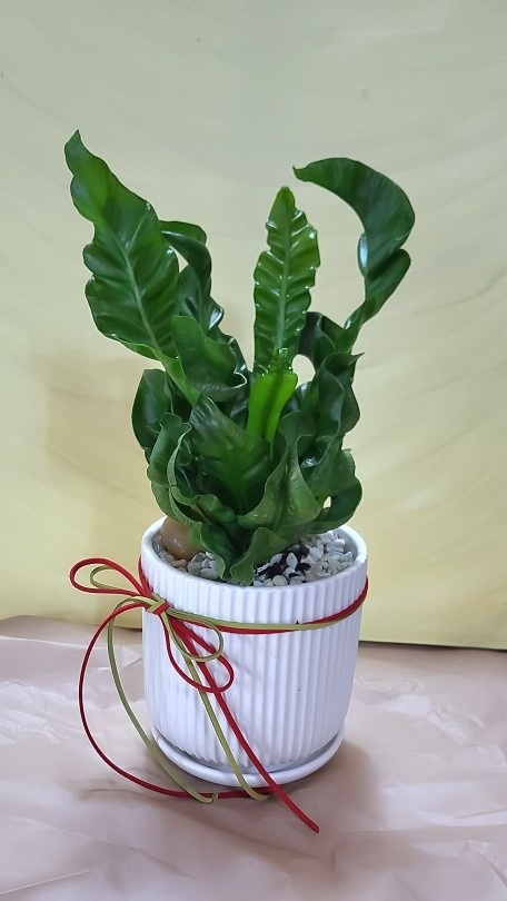 에셀플라워 picture 3
