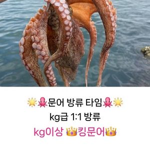 🌟24시간 운영🌟11.8(금)~11.10(일)🐙문어 축제🐙