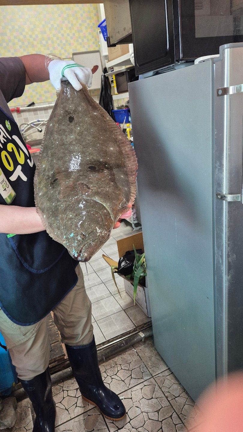 6kg 괴물 자연산 대광어  입고 되었습니다.