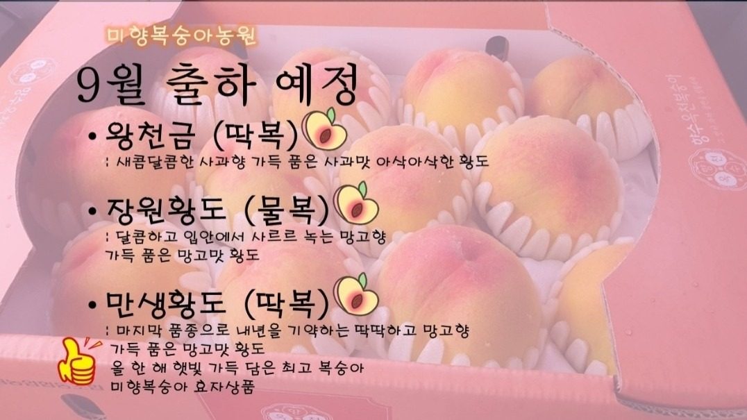 현재 만생황도 복숭아🍑 만 주문가능합니다!!