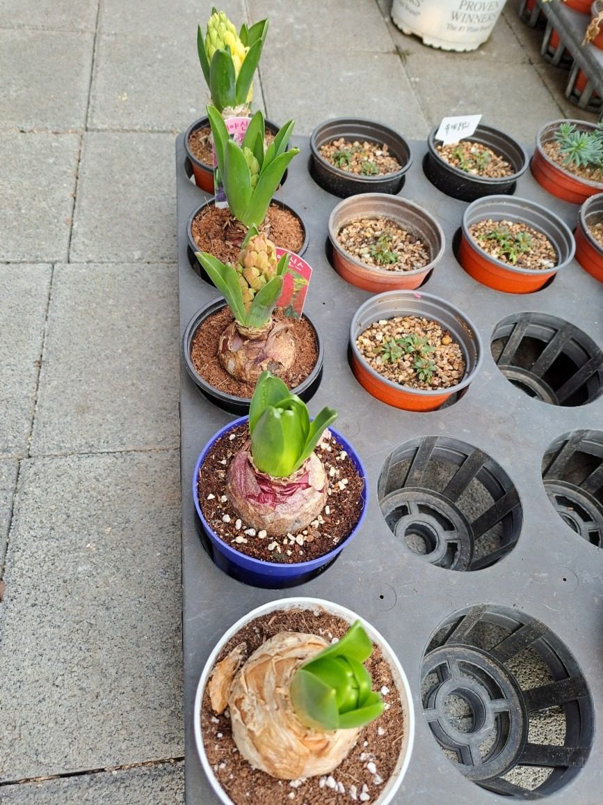 히샤신스ᆢ5개 ᆢ2만