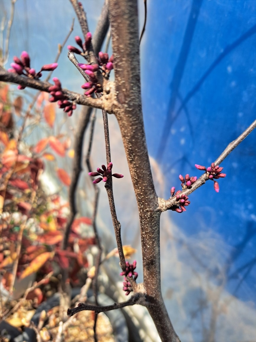 두꺼비네야생화  picture 1