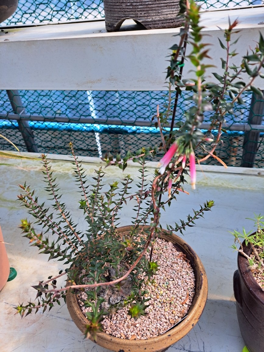 두꺼비네야생화  picture 4
