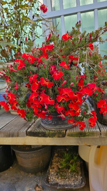 두꺼비네야생화  picture 5