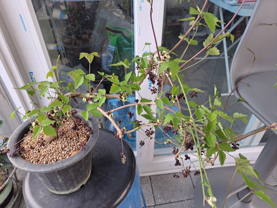 두꺼비네야생화  picture 0