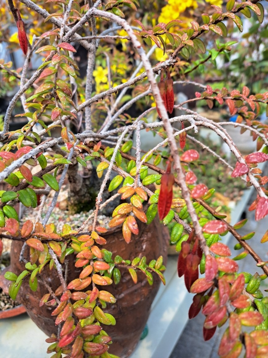 두꺼비네야생화  picture 3