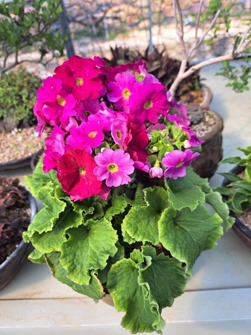 두꺼비네야생화  picture 2