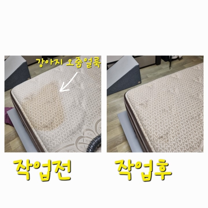 Q 매트리스 강아지 오줌얼룩 제거 소식 (3)