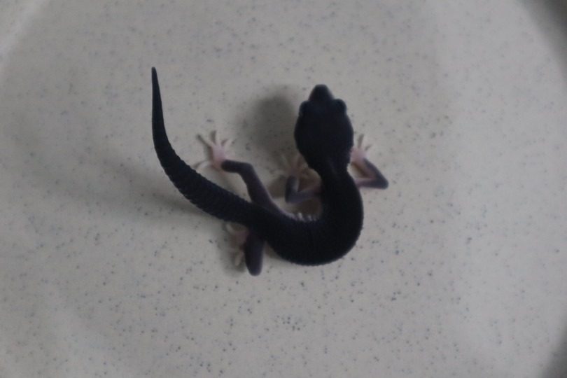 레오파드게코 브리딩 전문 파블리 방문해보세요! 🦎