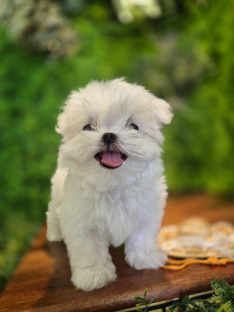 나 비야 picture 0