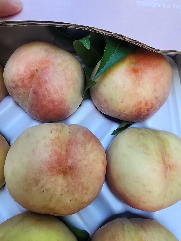 🍑 시골에서 갓 수확한 달콤한 복숭아 판매합니다! 