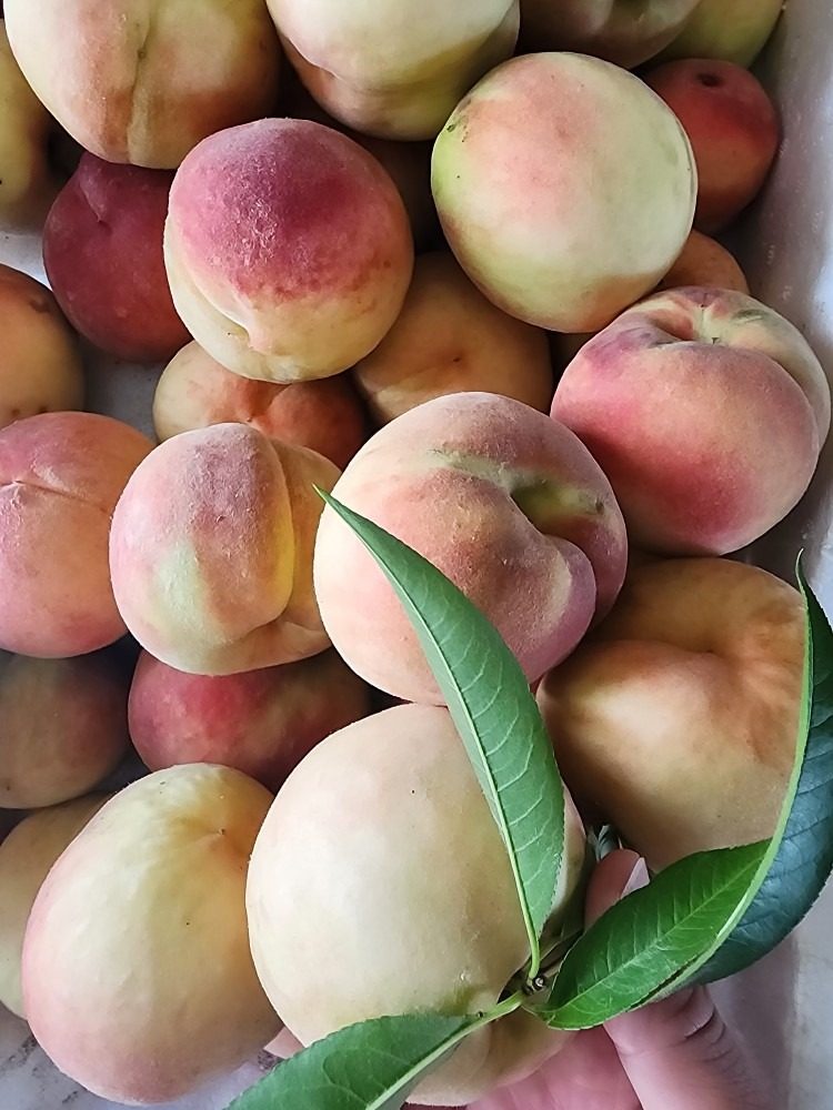 🍑 “복숭아의 달콤한 반란, 농장에서 바로!” 🍑