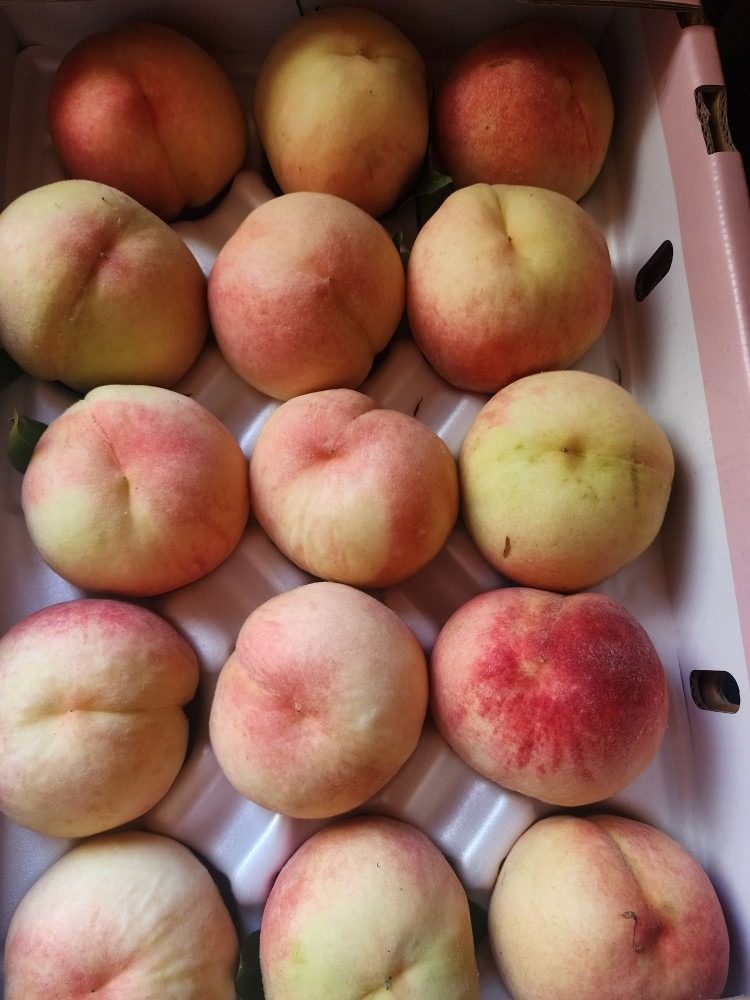 🍑 청도 직농 복숭아 판매합니다!  