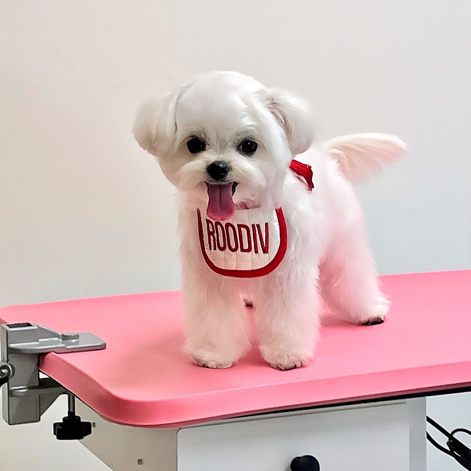 우리 콩이♥️