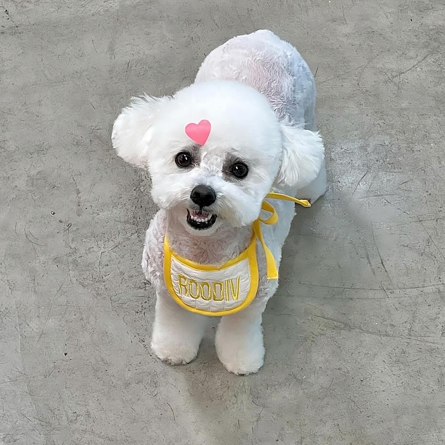 동글동글 감자 테디베어컷♥️🐻