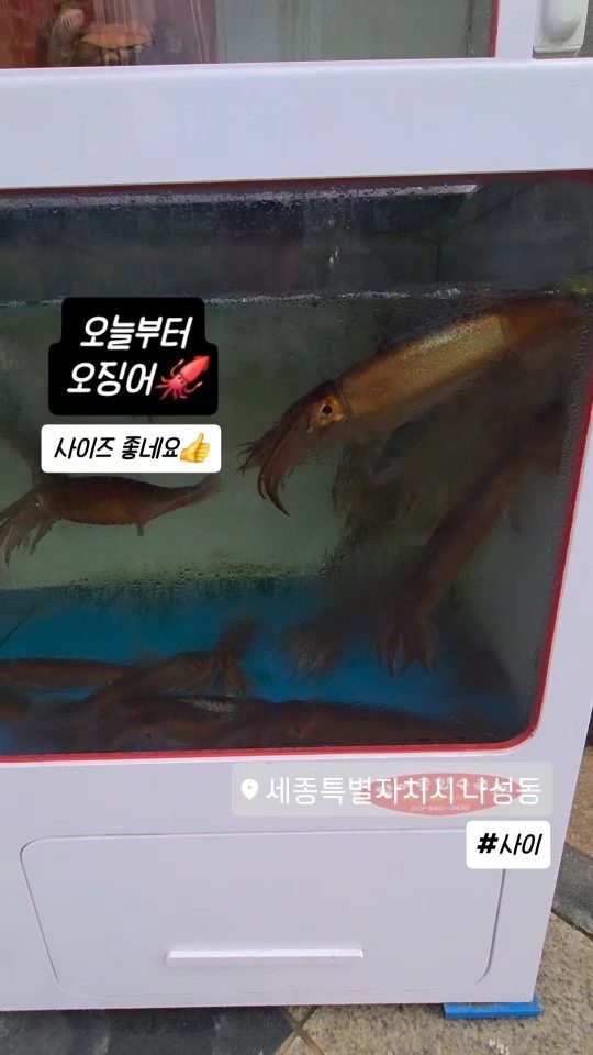 사이 사장님이 또 맛난걸 시작한다자나요!!🦑