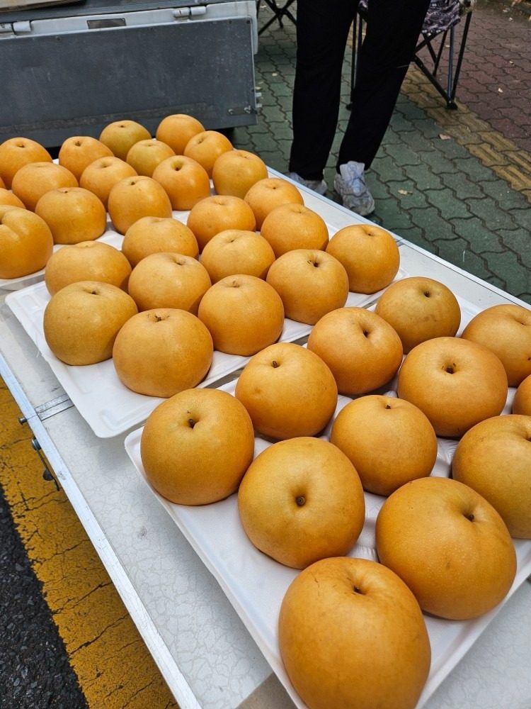 🍐배/🍎사과 보고 가세요