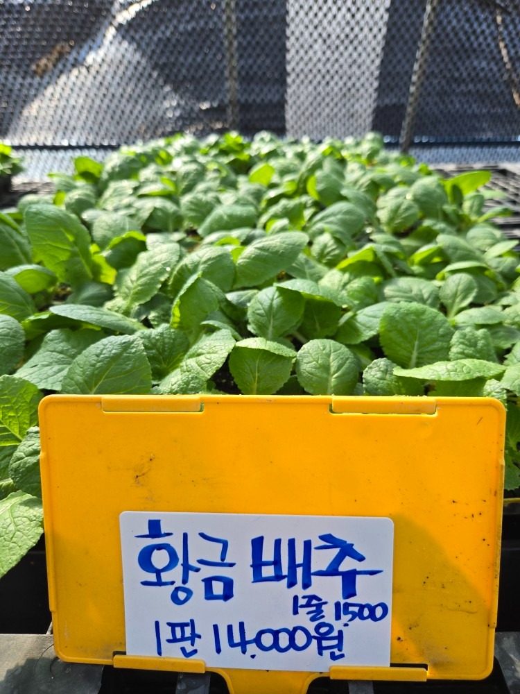 배추 무 모종 입고됬습니다.