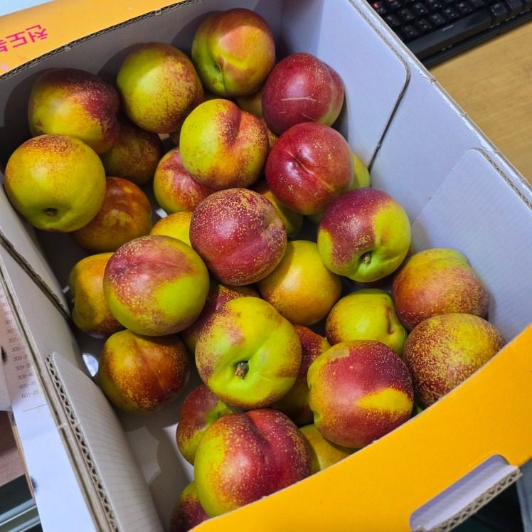 망고복숭아 1kg 2kg 드셔보세요