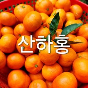 산하홍🍊🍊🍊 빨간귤 예약주문. 시작해요