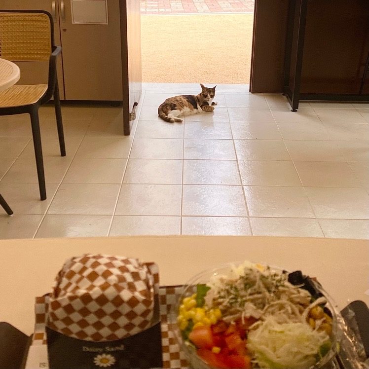 🌼단체주문 안내드립니다🌼