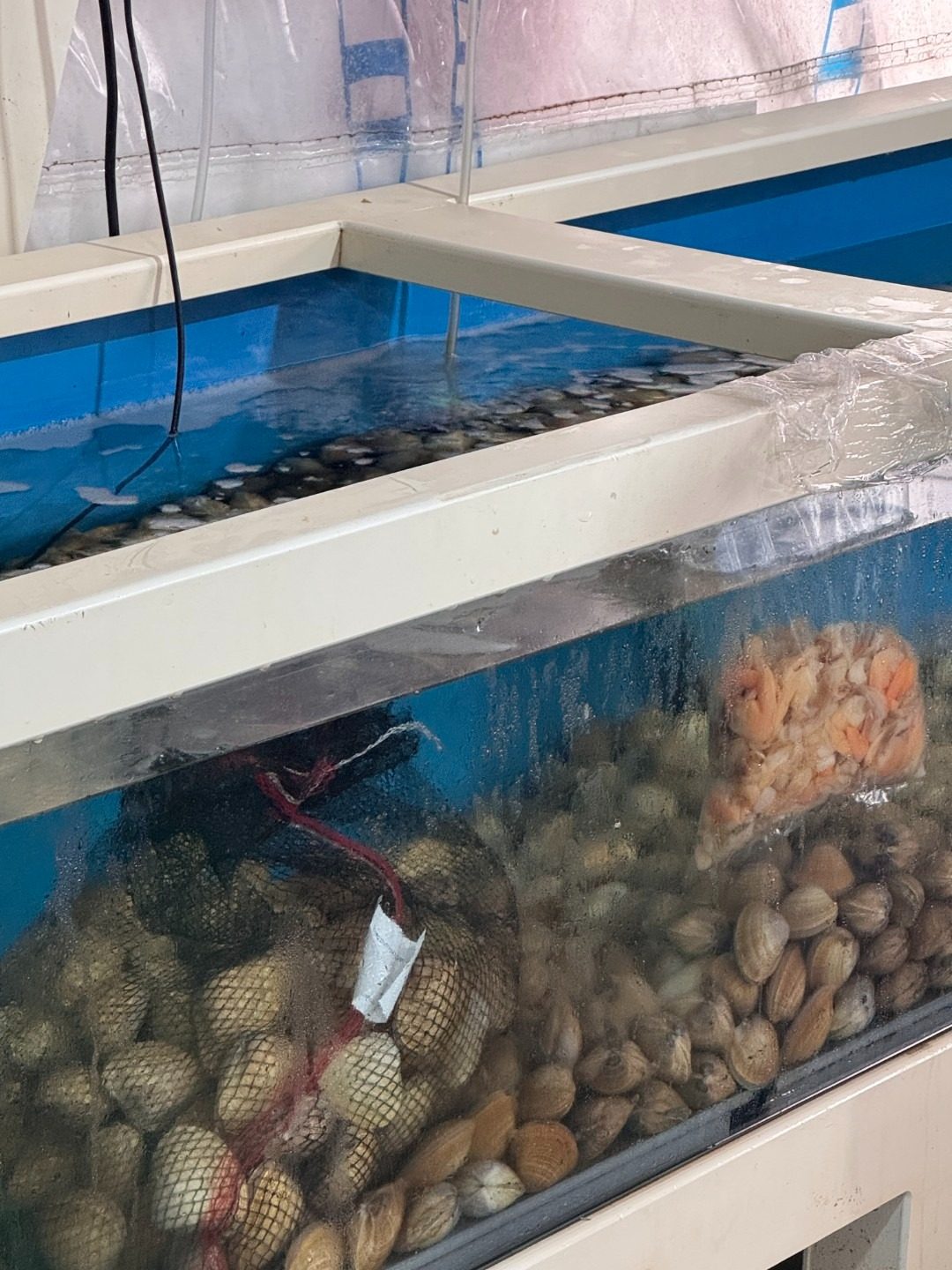 🐚명지 명물 손질 된 갈미조개🐚