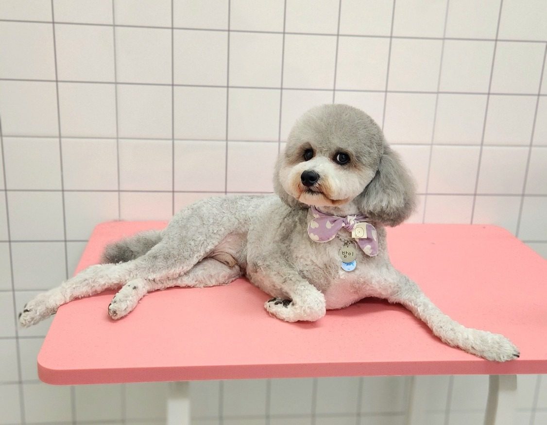 강아지 미용 할인쿠폰 🐶