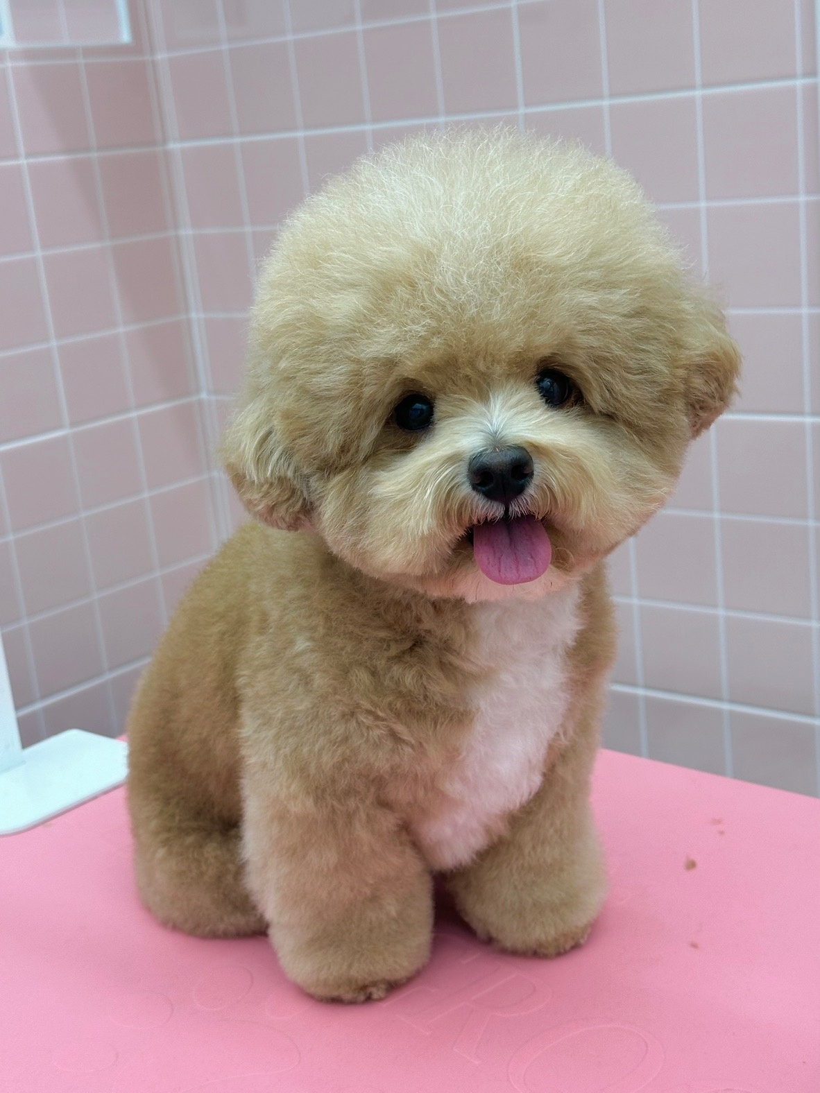 빵그루밍 강아지미용실 picture 5