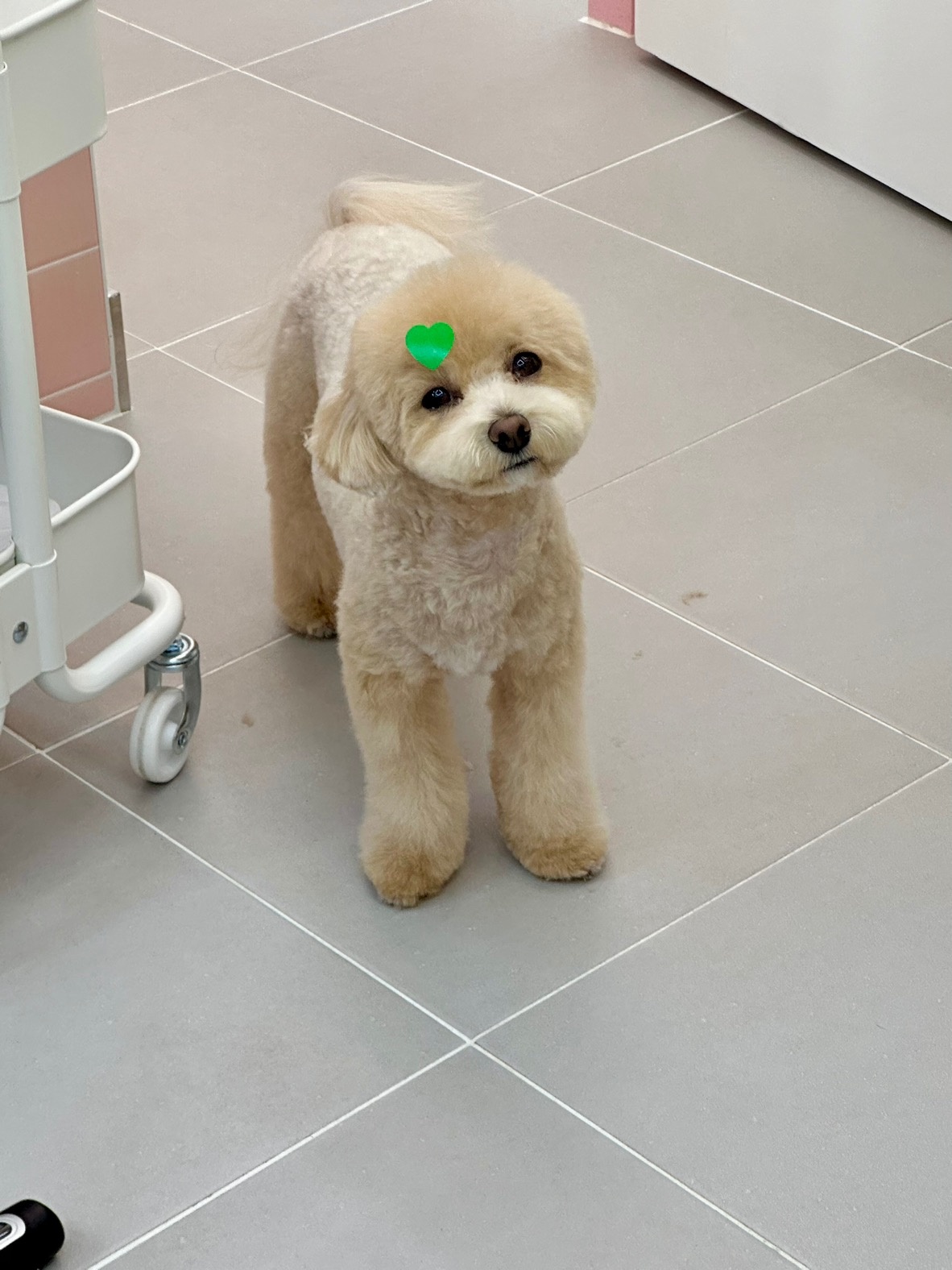 빵그루밍 강아지미용실 picture 7