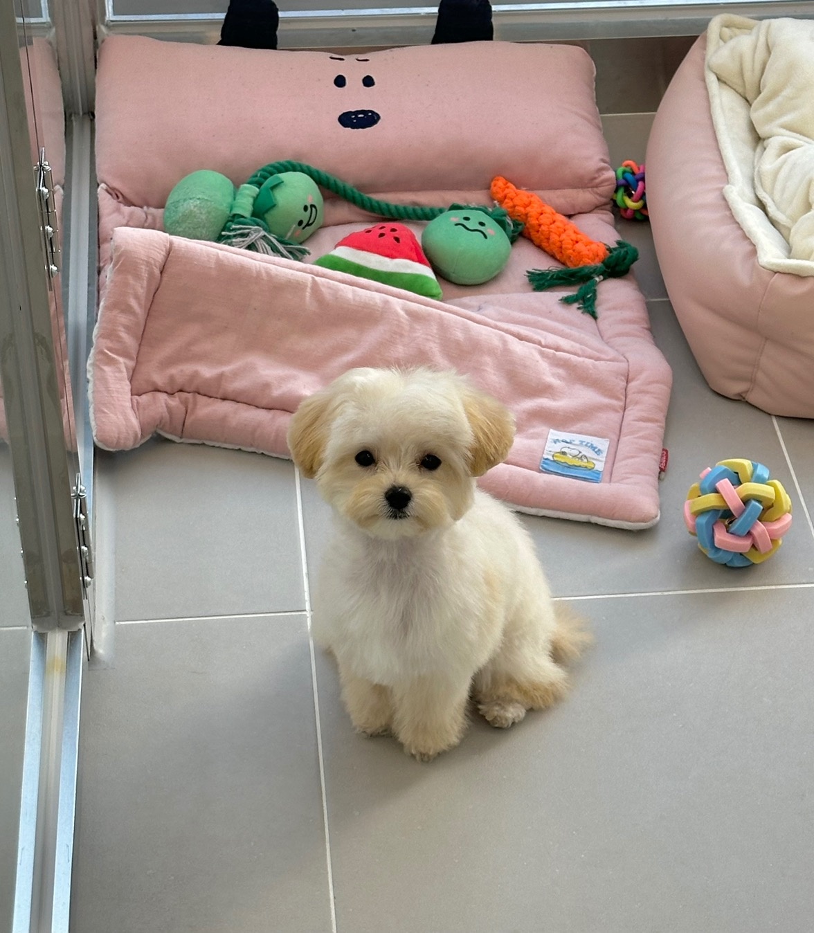 빵그루밍 강아지미용실 picture 8