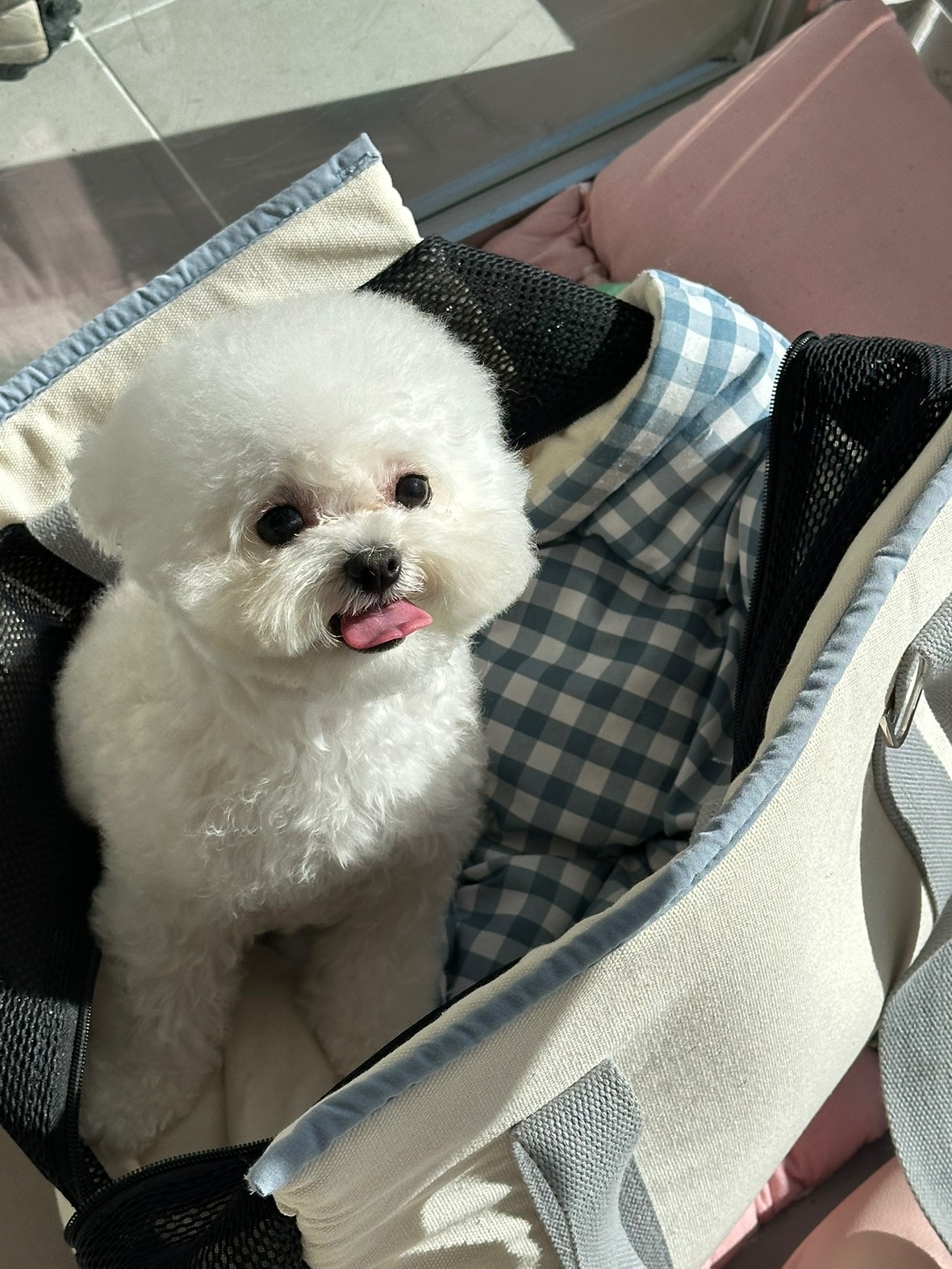 빵그루밍 강아지미용실 picture 9