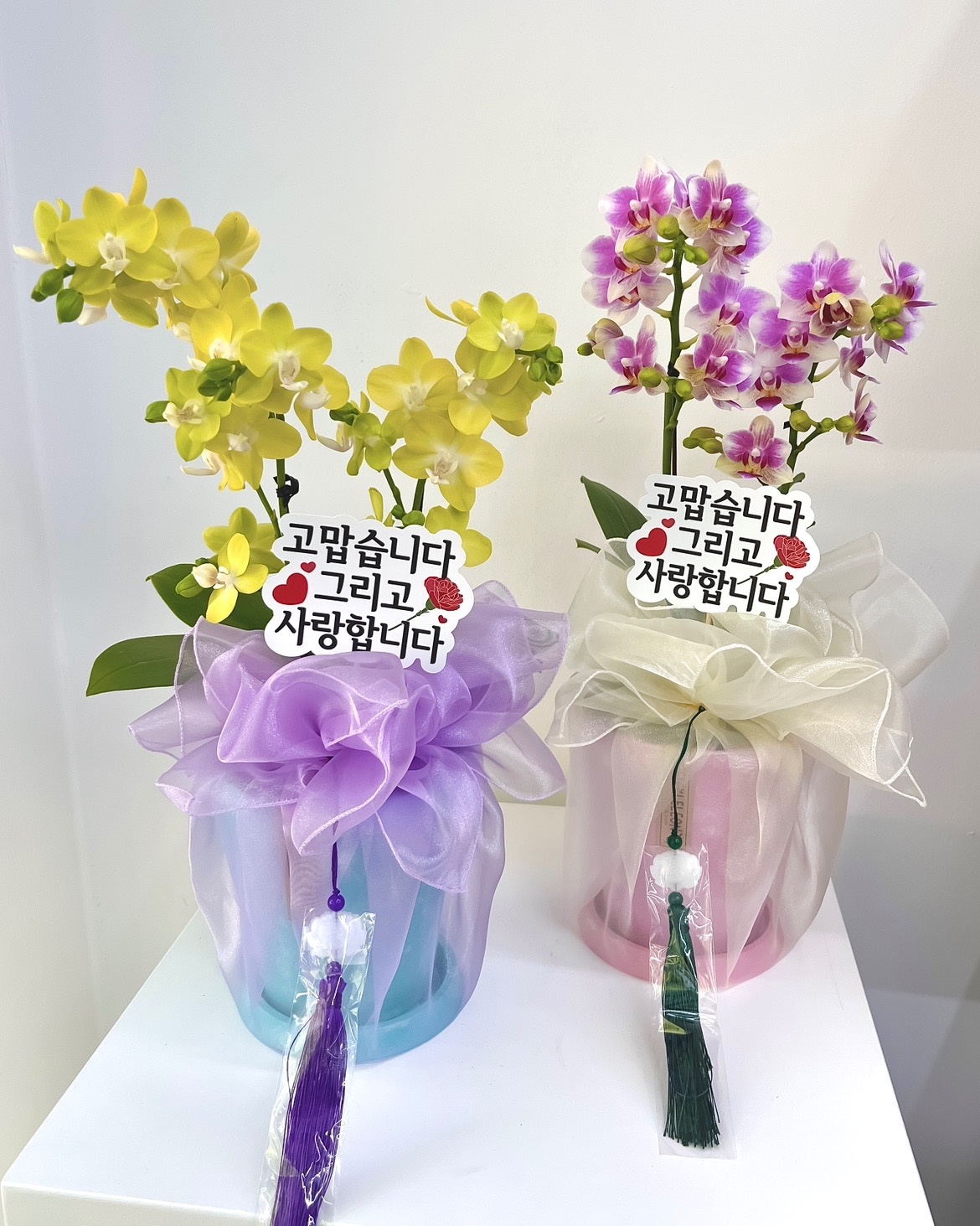 베이비플라워 picture 2