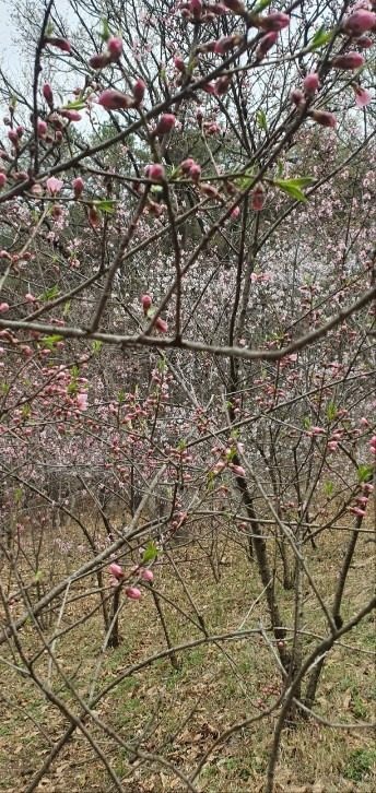 산개복숭아 엑기스 입니다