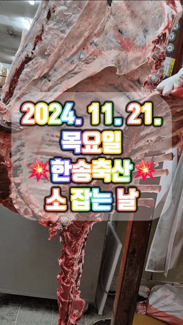 한송축산 소 잡는 날 // 2024 11 21 // 소,돼지 직접 잡는 정육점!!