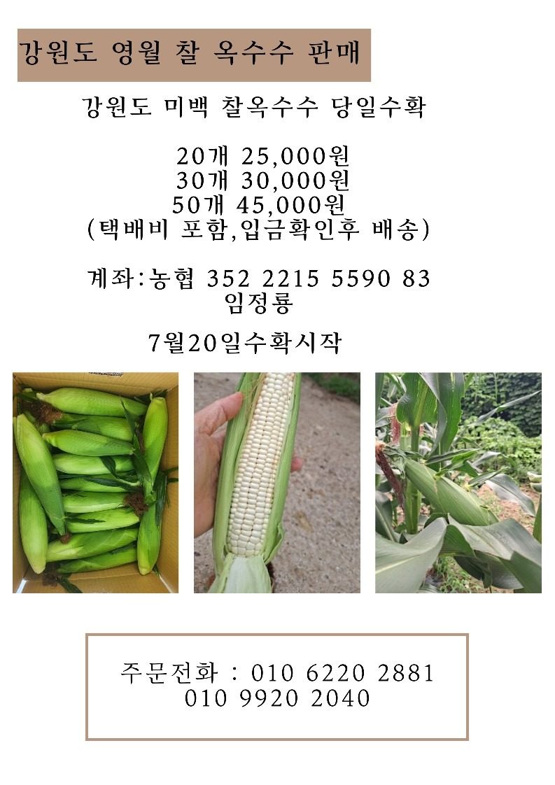 맛있는 강원 영월 찰옥수수 판매