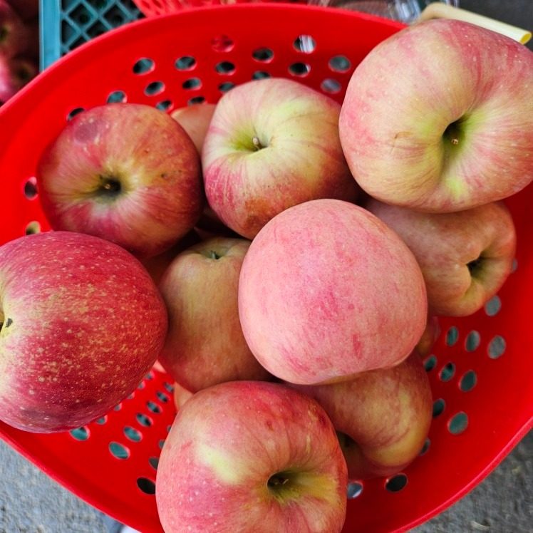 가정용 홍로 사과 5kg 배달 합니다🍎