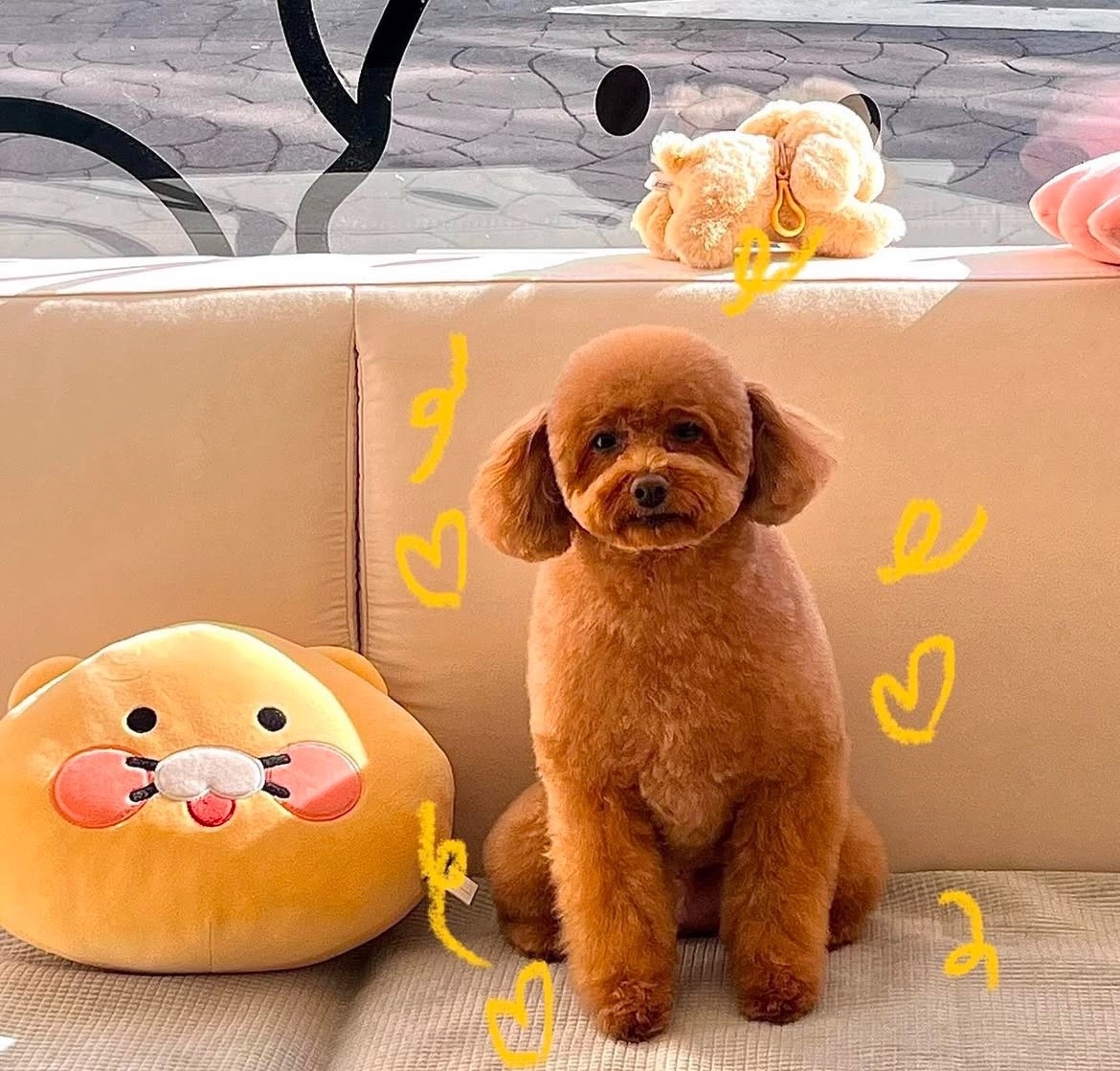 애견미용실 -댕스탑 picture 5