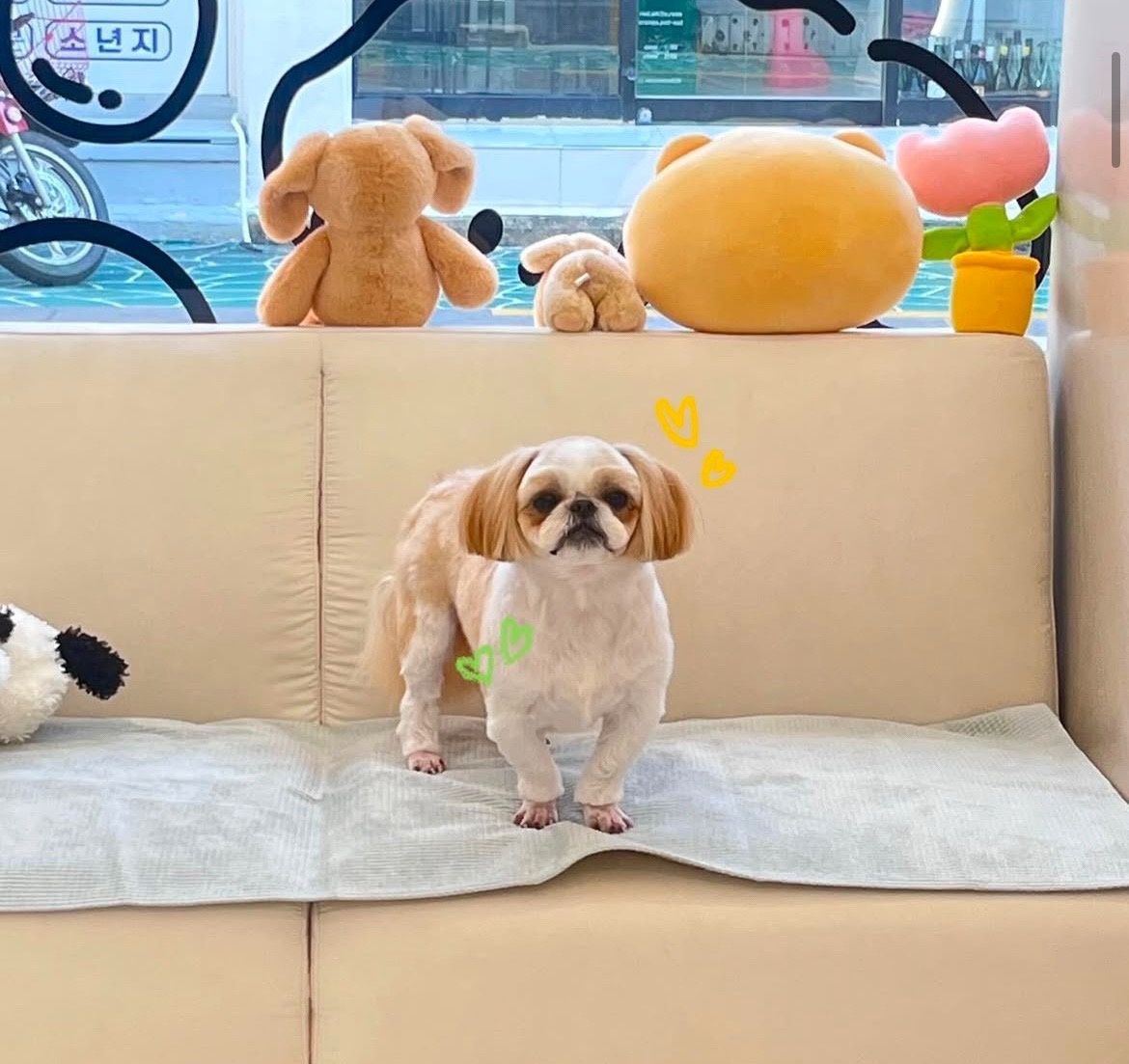 애견미용실 -댕스탑 picture 7
