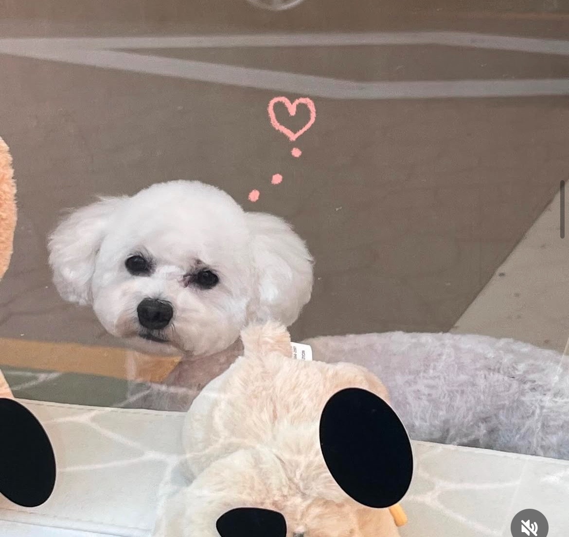 애견미용실 -댕스탑 picture 9